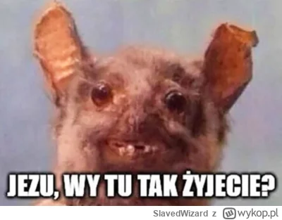 SlavedWizard - @jmuhha: