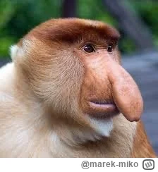 marek-miko - @annlupin kurła jestem spokrewniony z rybom !