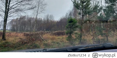 Zlotko1234 - Wszyscy myślą, że jestem w pracy... a ja pojechałem sobie do lasu i odpo...