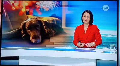 PrzylepkaZniszczenia - Nie strzelam petardami na WOŚP. A nie czekaj, wtedy można, bo ...