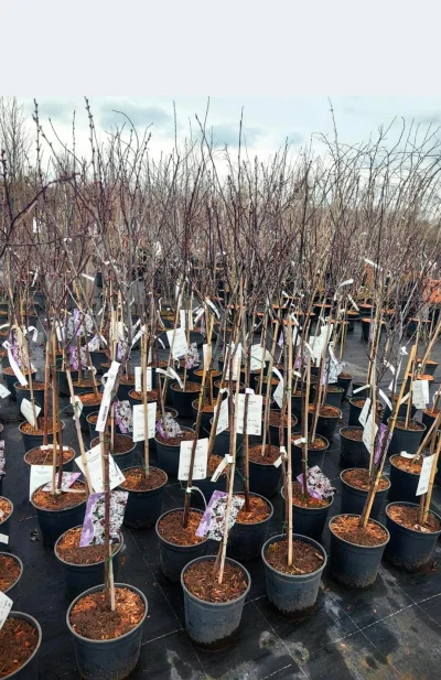 mkorsov - Cześć, czy ktoś kojarzy jakaś szkółkę w okolicy Wrocławia/ lub sklep w któr...