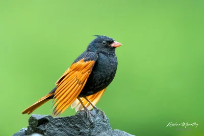 Lifelike - Trznadel rudoskrzydły (Emberiza lathami)
Autor
#photoexplorer #fotografia ...