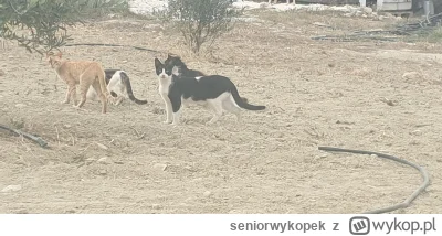 seniorwykopek - #greckiekotki #koty #kitku #koteczkizprzypadku
Tym razem koci gang, a...