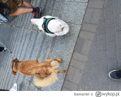 Samariel - Właśnie gadałem z gościem, który szedł z gęsią na smyczy przez centrum #wr...