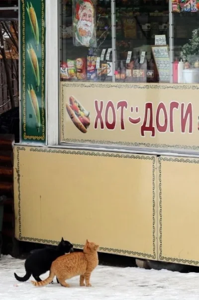 kantek007 - gorące pieski