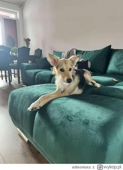 adisoniusz - Modelka #pokazpsa