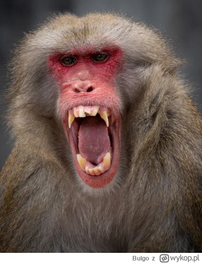 Bulgo - Niedobre polacken....