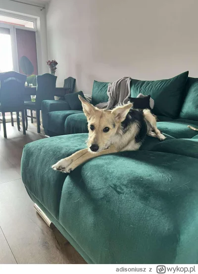 adisoniusz - @adisoniusz