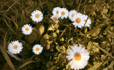 asdfghjkl - Stokrotki