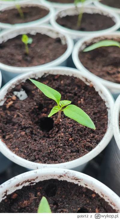 gobi12 - No dzień dobry!

(｡◕‿‿◕｡)

#chilizgobim

#chili #chilihead #papryka #paprycz...