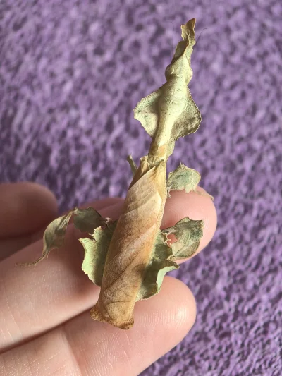 fishery - #smiesznypiesek #terrarystyka #zwierzaczki #modliszki
Pozwolę sobie wrzucić...