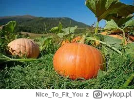 NiceToFit_You - Jesienna #promocja na #dietapudelkowa od NTFY!

Każda okazja jest dob...
