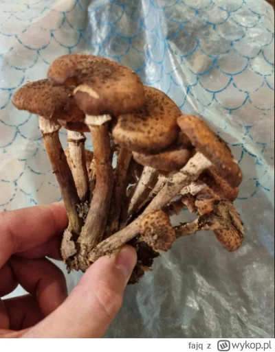 fajq - #grzyby Zerwałem testowo do nauki. Niby podobne do opieńki ale trzon jakiś cie...