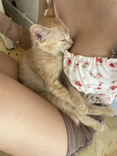 notakjakbytotalnie_ - #przegryw a ja zazdrosny #przegryw #catpill