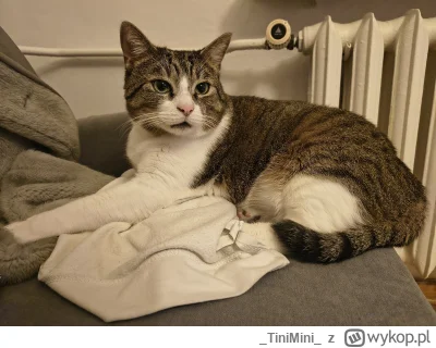 TiniMini - #koty #pokazkota