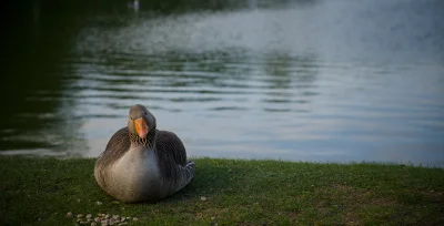 xvprvx - #ptaszkowpis #fotografia