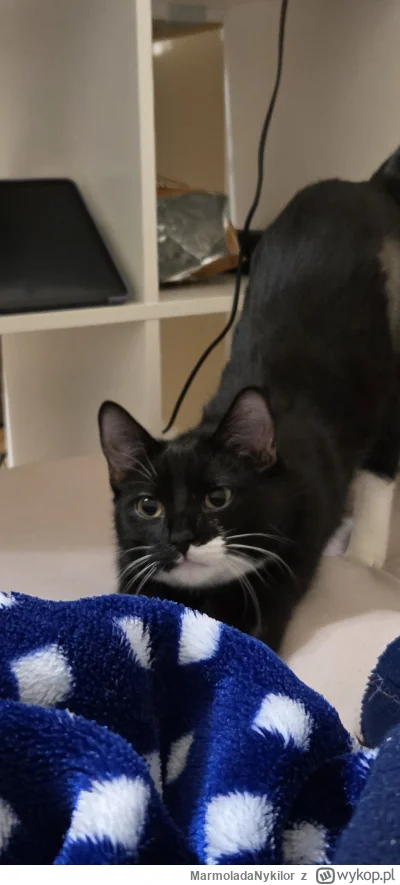 MarmoladaNykilor - @MarmoladaNykilor: