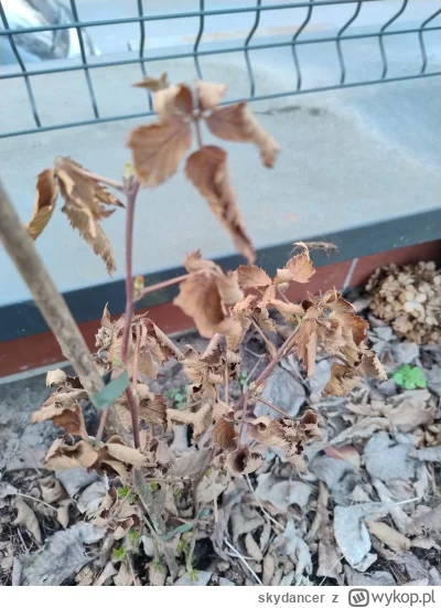 skydancer - @skydancer: