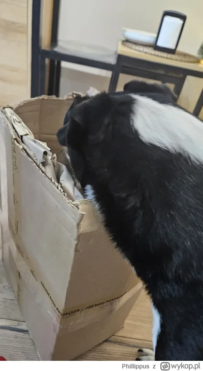 Phillippus - Ciekawski bardziej ode mnie