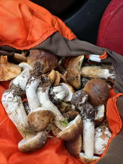 KrzysztofWu - @KrzysztofWu: tylko dzika w tle brak ( ͡° ͜ʖ ͡°) #pdk