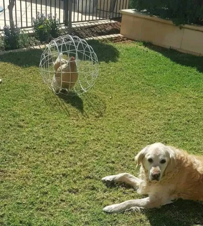 adamssson - Panie, Panowie
To jest ta słynna kura z wolnego wybiegu