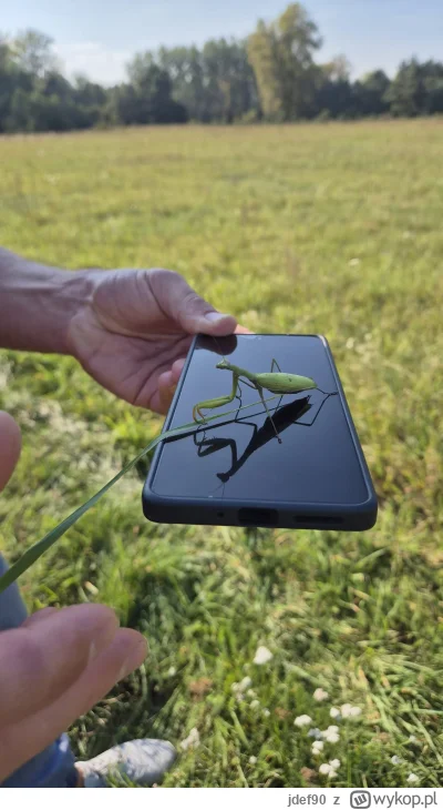 jdef90 - W sumie do dziś nie miałem pojęcia, że w Polsce występują modliszki... to mu...