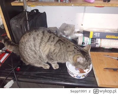 Sepp1991 - Dziś po raz kolejny odwiedził mnie w garażu  mały śmieciowy Kitku .Na zewn...