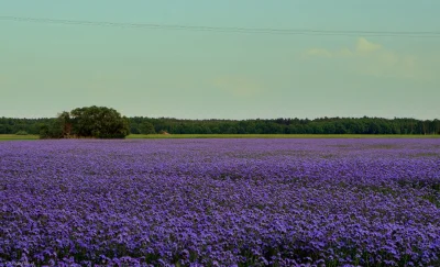 lvbie_placki - o jaki piękny wieczór mamy na wycopie
