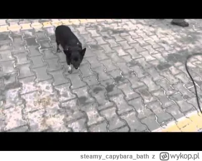 steamycapybarabath - https://www.youtube.com/watch?v=RAazexE50Rw&ab_channel=ZieLarski