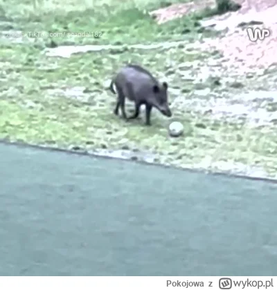 Pokojowa - xD

#mecz #heheszki #gdynia