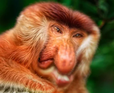 panDario - @Freeburger97: