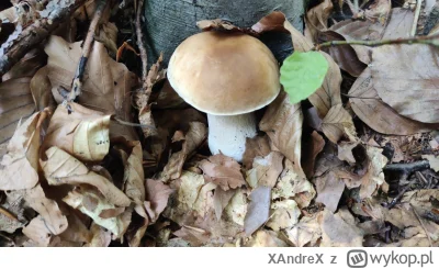 XAndreX - @tpleszczu sprawdź tego przystojniaka.