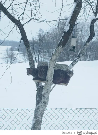 Daszka - #heheszki #kotki #koteczkizprzypadku ćwir, ćwir