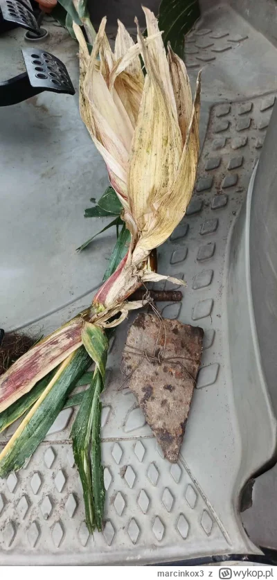 marcinkox3 - Kukurydza i nienawiść sąsiadów czas start
#rolnictwo