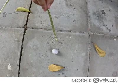 Geppetto - #raportzpanstwasrodka wiewiórki i żmije ja już nie pije!(od 6h)
O jajko!