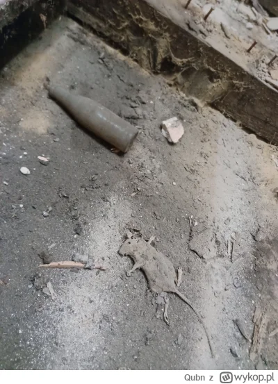 Qubn - A pod drewnianą podłogą znalazłem truchło zachlanej na śmierć myszy