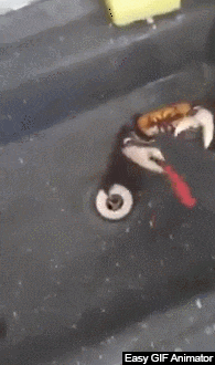 wfyokyga - Krabu krakowski