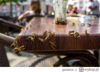 gadatos - Idzie powoli  wiosna,  lato więc można sobie przypomnieć najpiękniejsze lat...