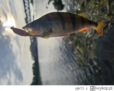 pjk13 - Godzina nad Narwią. Nie pamiętam, żeby ta rzeka była tak płytka. Jednak na ul...