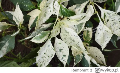 Rembrant - @szarin paskowane Jalapeno to odmiana krzyżowana ręcznie purple tiger x ja...