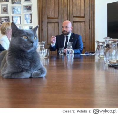 Cesarz_Polski - #kotekwrocek #wroclaw