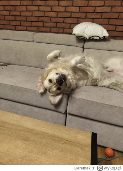 Gieremek - Mój pies typu morderca (Golden Retriever) odpoczywa po udanych wieczornych...
