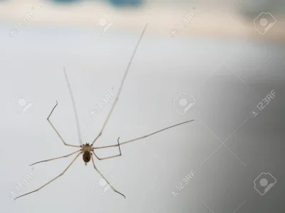 szyderczy_szczur - Pamiętacie jak pisałem o pająku że hoduje w łazience?
To przyszedł...