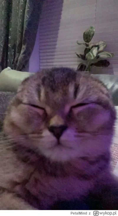 PetalMind - @jacht: ładne, kradnę