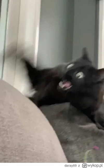 daray89 - #codziennykotopetany #dziwnekotki