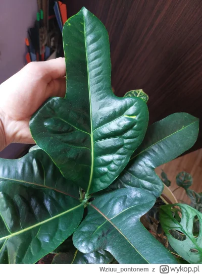Wziuu_pontonem - Krotony to rosliny jak z kapitana b---y
#walaszek