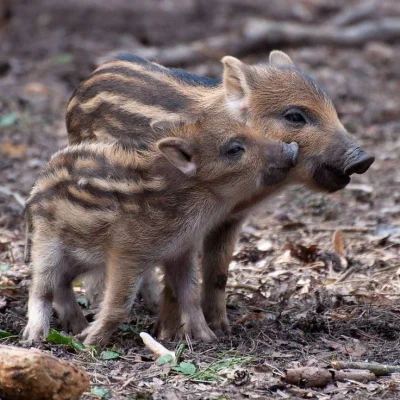 mashallah - #nocnedziczki