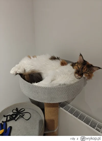 rdy - Kot se leży
#pokazkota #koty