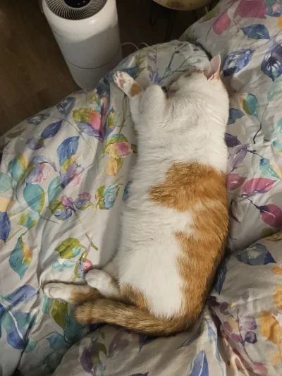 RicoElectrico - #pokazkota