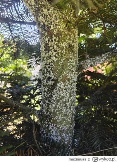 maximuss - Spotkał się ktoś kiedyś z takim białym nalotem na pniu świerka pospolitego...